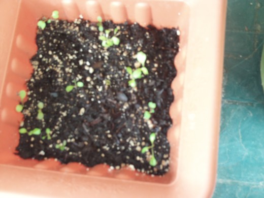 More sprouting lettuce leaves.