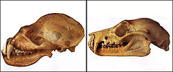 Skulls of a microbat (left) and a microbat (right).