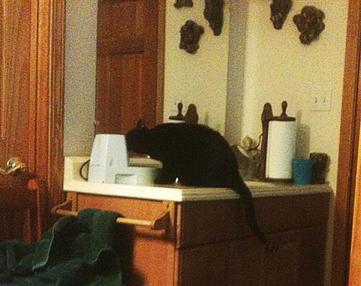 Pepper loves to drink from the fountain, but my woman had a hard time getting a picture of her.