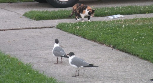 Birds of a Feather, don't always Flock together...