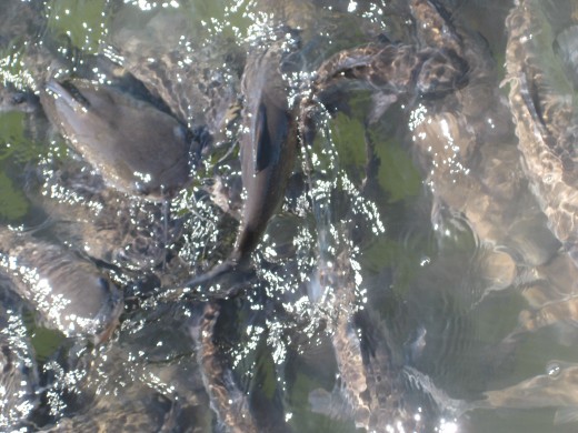 & feed the fish