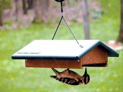 Upside Down Suet Feeder