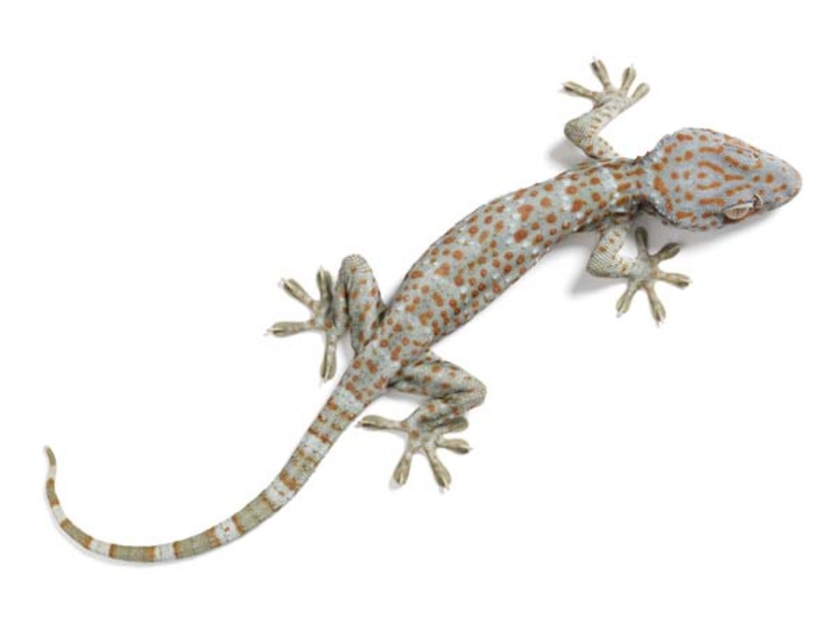 kaboose coloring pages printing gecko - photo #43