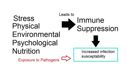 Immune System Suppression due to Endurance Exercise