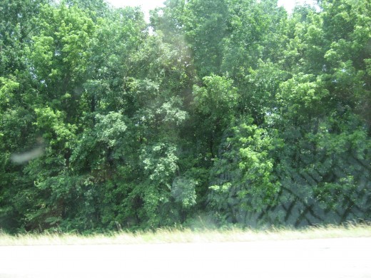 Trees being swallowed by the vines