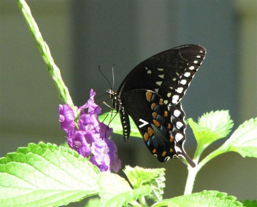 The white arrow shows the key identification marks on Spicebush Swallowtails.