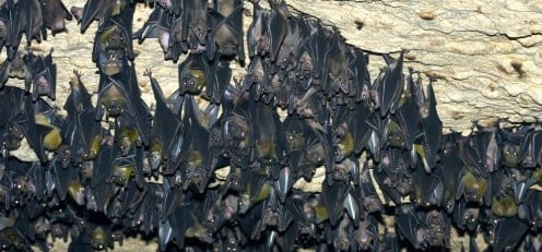 A roost of unidentified megabats inside a cave.