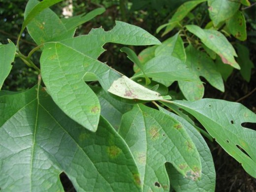 Evidence of caterpillars on Sassafras leaves.