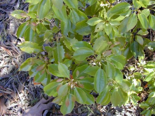 Camphor Tree, Cinnamomum camphora is native to Japan, China and Malaysia.