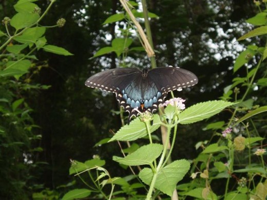 Spicebush Swallowtail butterfly on Ham and Eggs Lantana flowers.