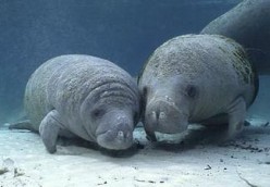 A Cry for Help: Plight of the Sea Cow