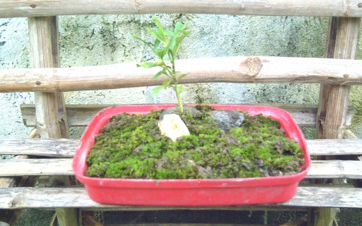 Travel Man's Bonsai (using young orange plant)