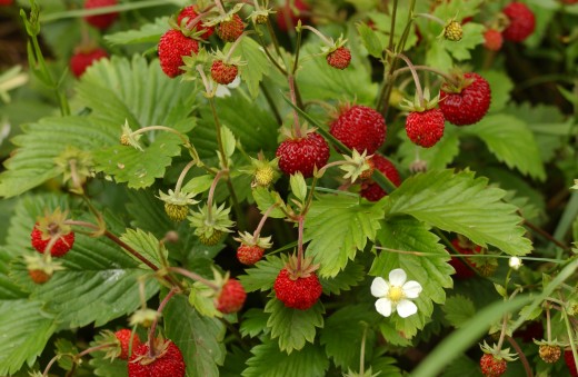 Wild Strawberries - (Fragaria vesca)