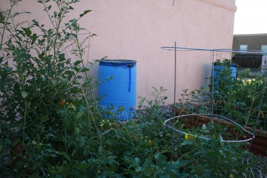 The side of our home showing the rain barrels and tomato plants.