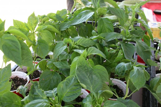 New Mexico Chile plants.