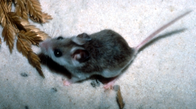 Perdido Key Beach Mouse: endangered animal on the key.