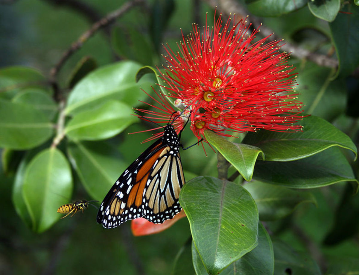 Monarch butterflies also appear on Perdido Key during migration flights from South America.