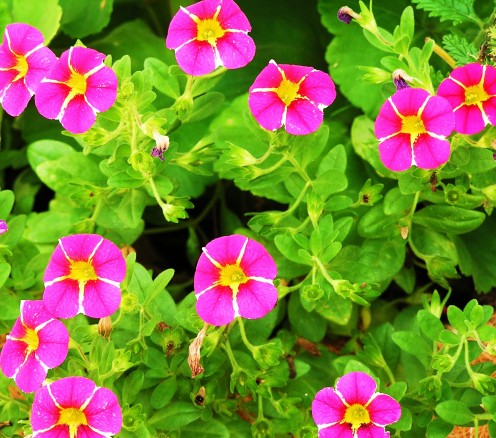 Calibrachoa (Mini Petunia) are a spunky addition to your backyard garden.