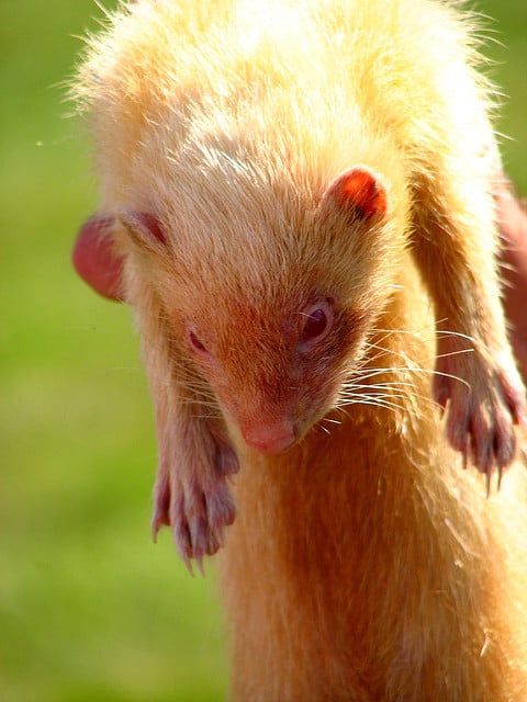 Ferret