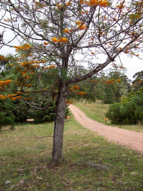 Arboretum Lussich, near Punta Ballena, Maldonado Department, Uruguay.
