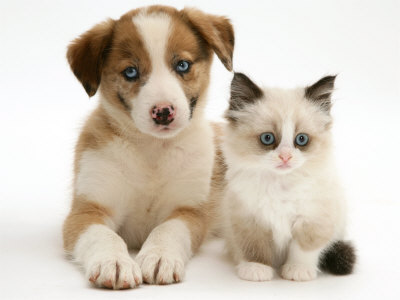 Puppies and kittens are adorable, but they are much more work than you think, especially if you are unprepared!