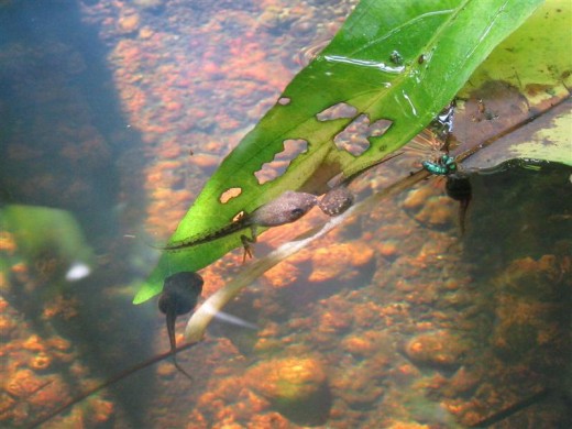 The tadpoles develop back legs first.