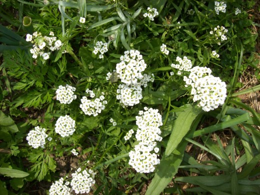 These plants are easily grown in urban and rural gardens. They are used commonly in restoration of wetland and prairies. This plant species support butterflies, bees and other wildlife. Visit my flick for more examples.