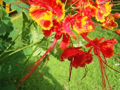 Peacock flowers of India