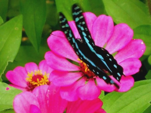 Blue butterfly on hot pink zenia 