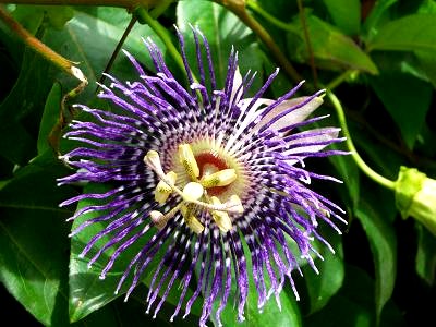 Passion flower