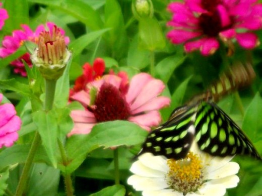 Green butterfly among flowers