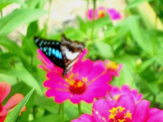Blue on pink... Butterfly and zenia