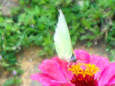 The common cabbage butterfly 