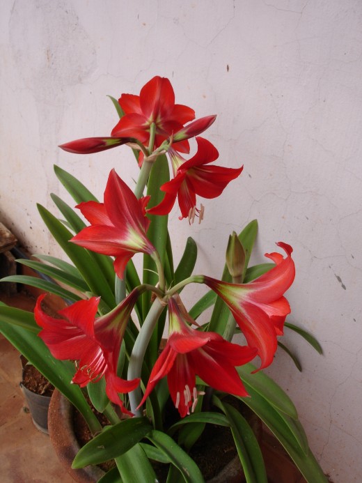 Red lilies
