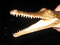 http://s1.hubimg.com/u/5270560_f248.jpg