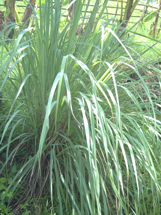 Lemon Grass (Photo by Travel Man)