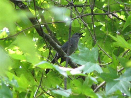 Male Gray Catbird Singing in a Sweet Gum Tree.