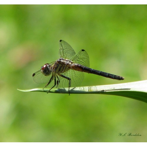 Pond Skimmer Dragonfly