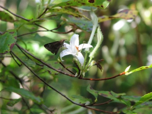 Native Swamp Azalea with Cloudywing Skipper butterfly drinking nectar.