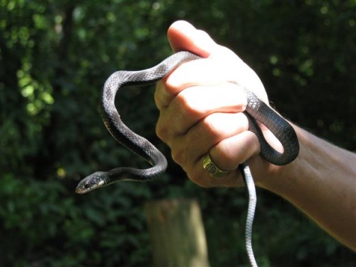 Young Black Racer