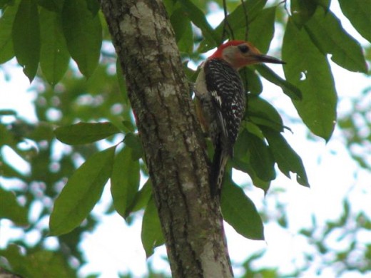 Red-bellied Woodpecker near his food storage hole in a Sourwood tree.