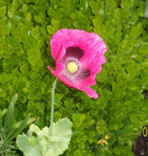 My single poppy that drifted in from nowhere