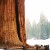 Giant Sequoia tree within the park. Giant Sequoia tree within the park.