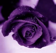 Violet rose: Unconditional love 