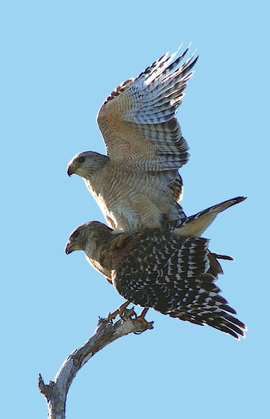 Red-shouldered Hawks mating