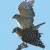 Red-shouldered Hawks mating Red-shouldered Hawks mating
