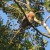 Squawking continues until the Hawk gives up and flies away with the Blue Jays following. Squawking continues until the Hawk gives up and flies away with the Blue Jays following.
