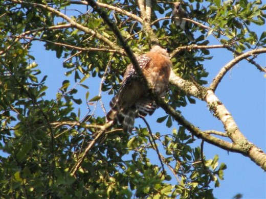 Squawking continues until the Hawk gives up and flies away with the Blue Jays following.