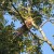 Blue Jay (upper left) begins to squawk at the hawk. Blue Jay (upper left) begins to squawk at the hawk.