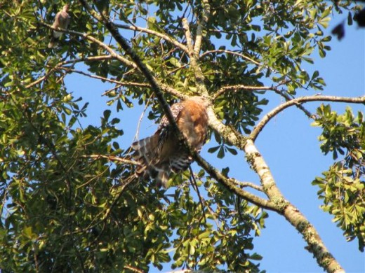 Blue Jay (upper left)  begins to squawk at the hawk.